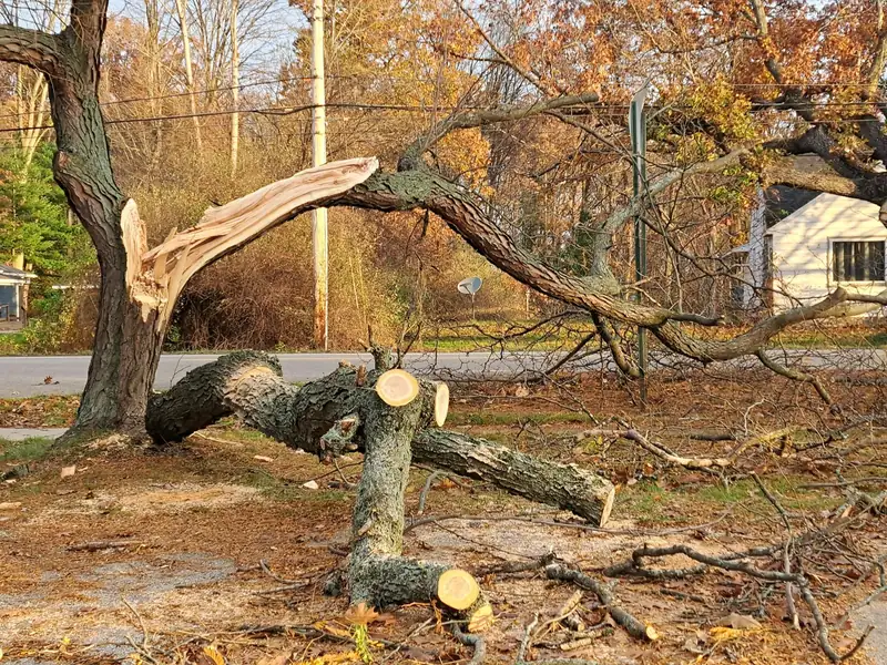 A large limb split away from the trunk at a weak fork, exposing pale broken wood.