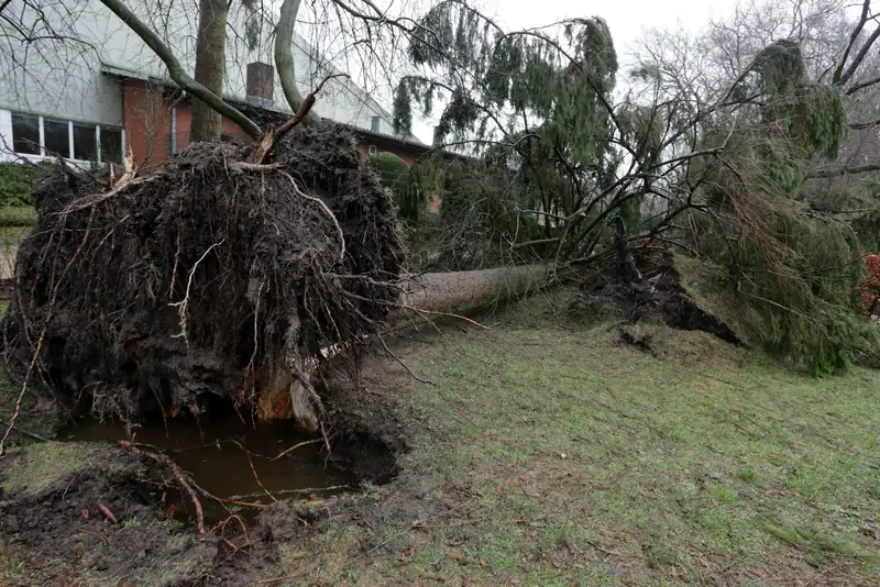 A tree uprooted in waterlogged ground: the whole root plate has lifted, leaving a water-filled hole.